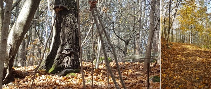 Sielunravinnolla Lanupuistossa