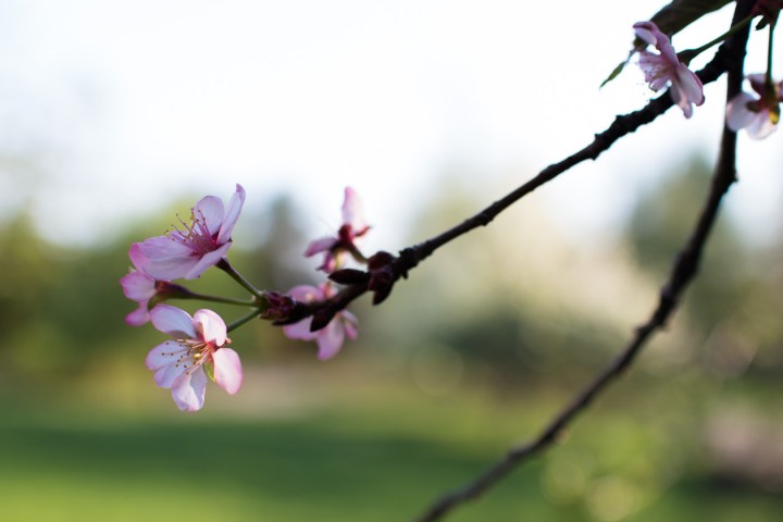 Kauneudenhoitoa aasialaisittain