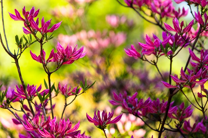 Satumainen metsä – Mustila&nbsp;Arboretum