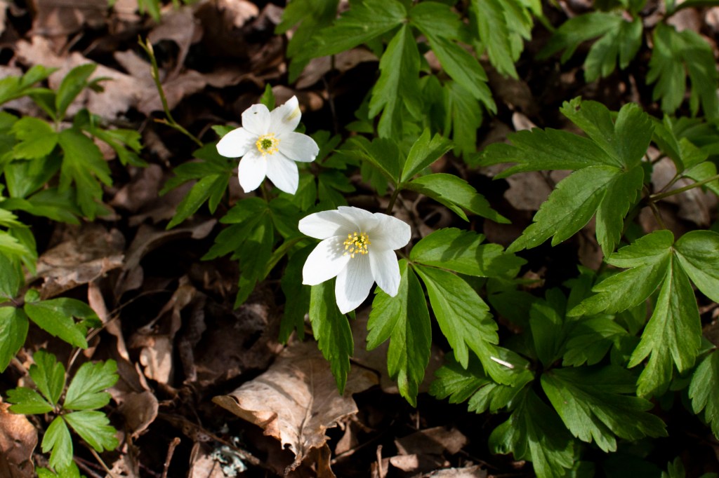 Valkovuokkoja Lohjansaaressa