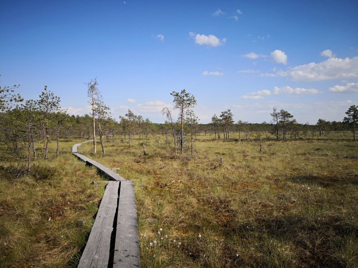 Lähiretkeily Lahdessa – Linnaistensuolla suokaipuu saa&nbsp;täyttymyksen