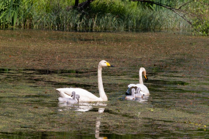 Lähiretkeily – Huovilan puisto&nbsp;Kärkölässä